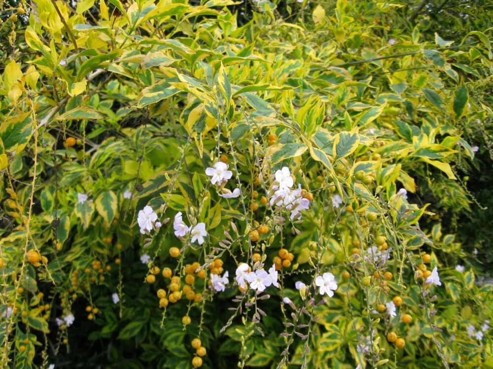 Duranta erecta 'Gold Edge'